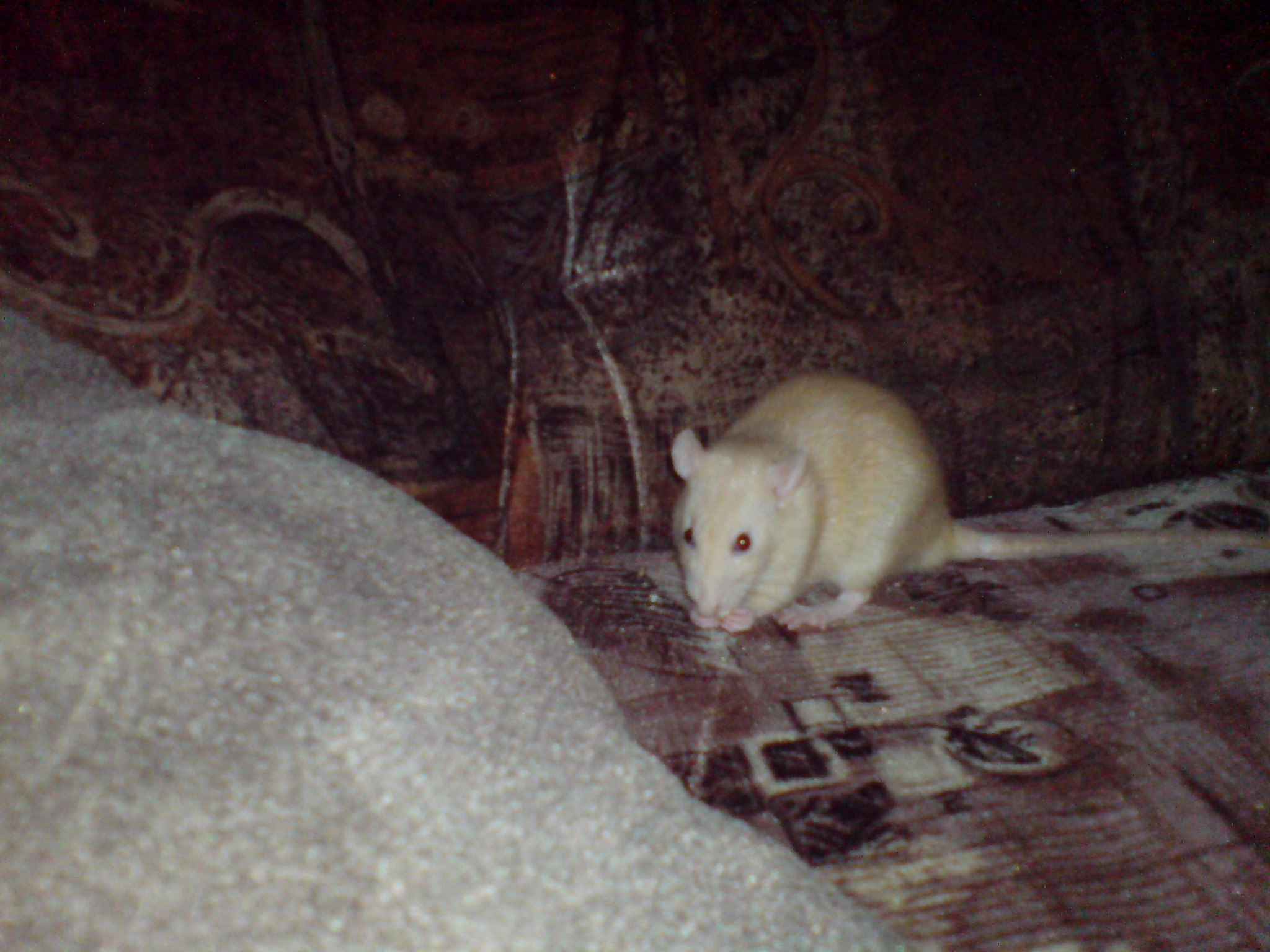 DSC01421.JPG