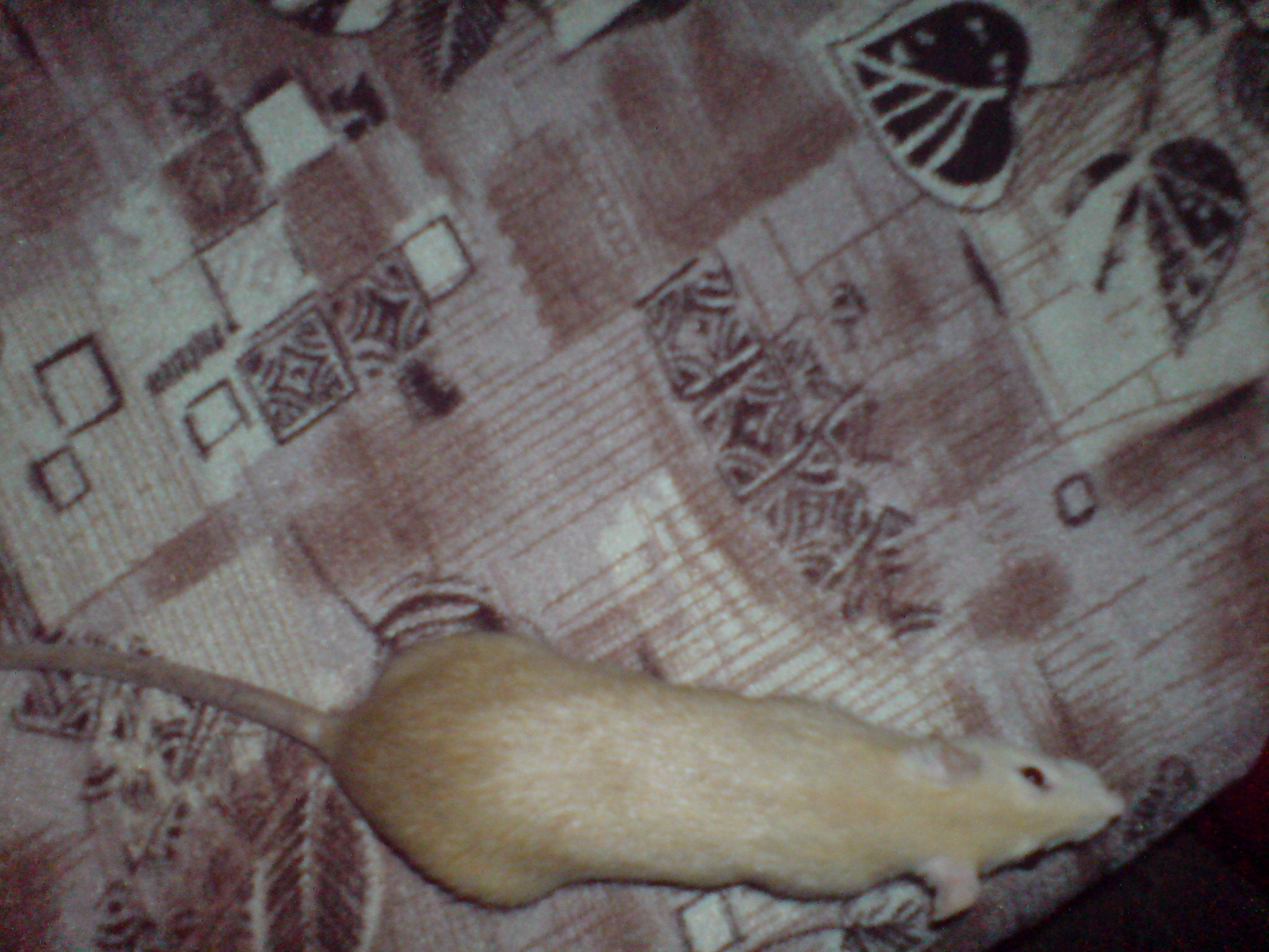 DSC01423.JPG
