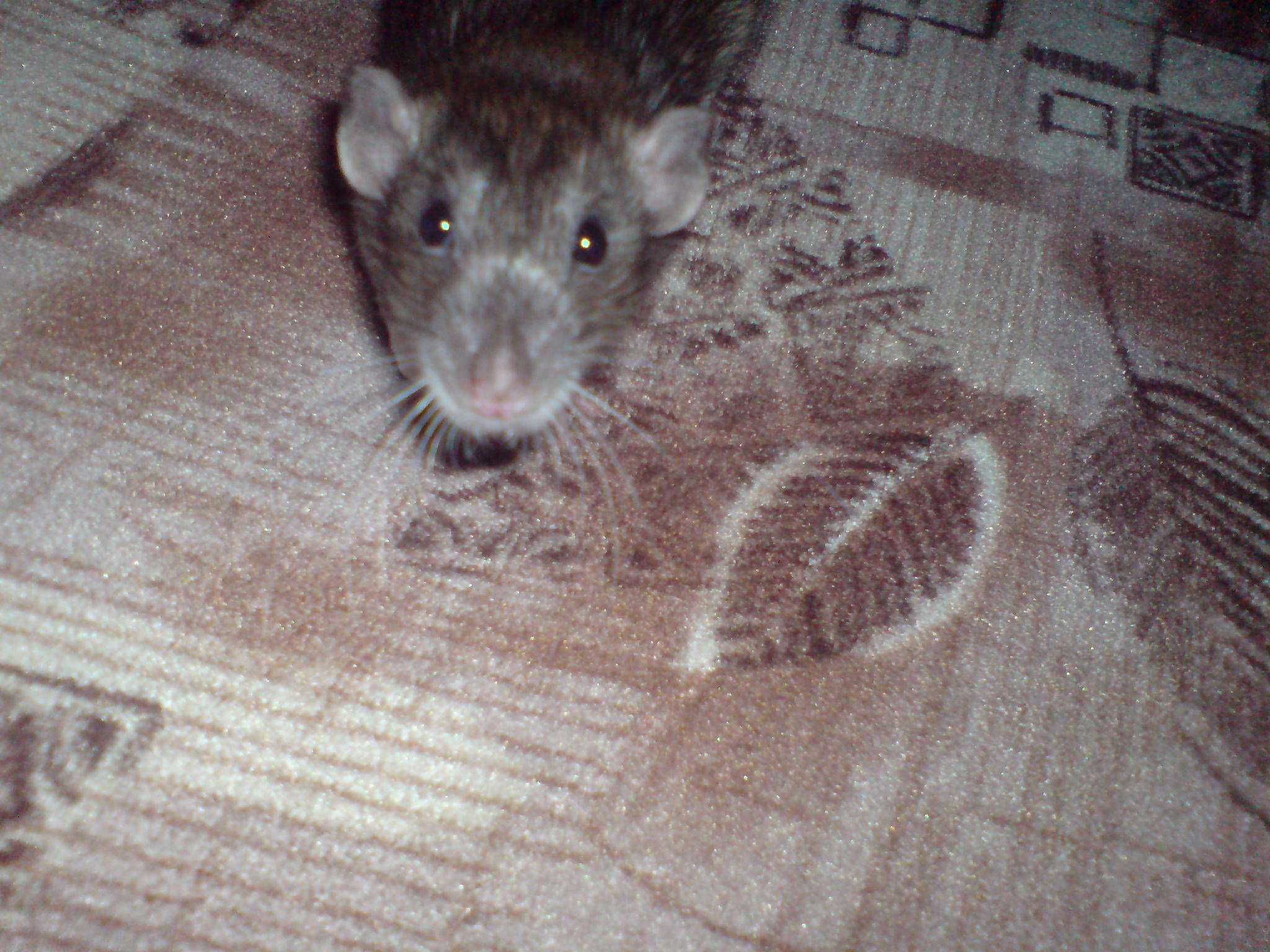 DSC01354.JPG