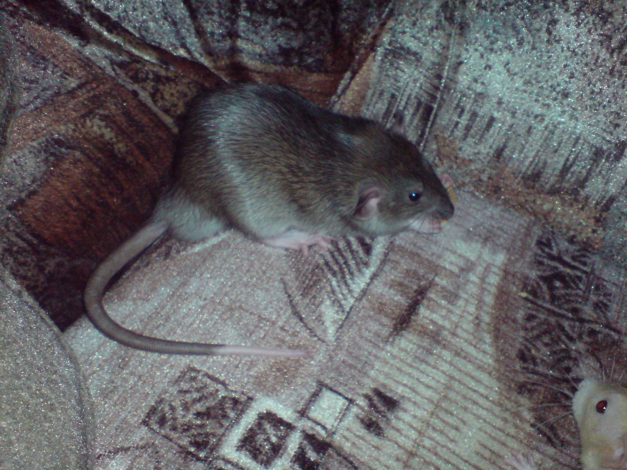 DSC01370.JPG