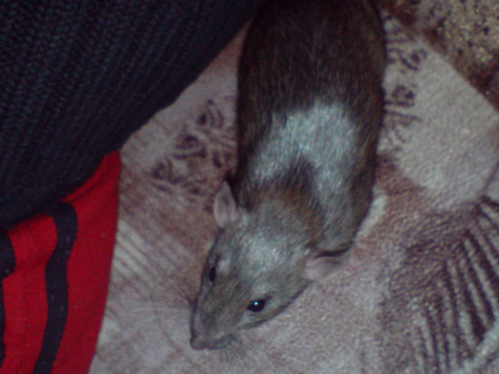 DSC01335.JPG