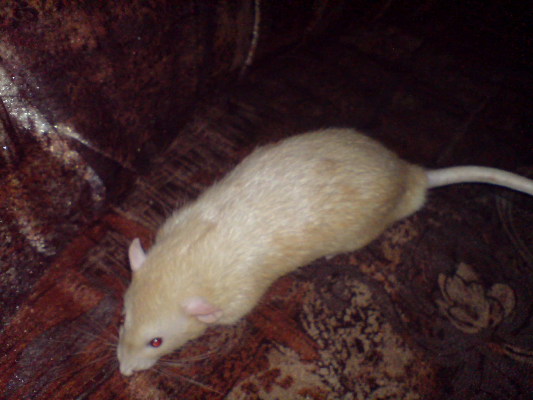 DSC01345.JPG