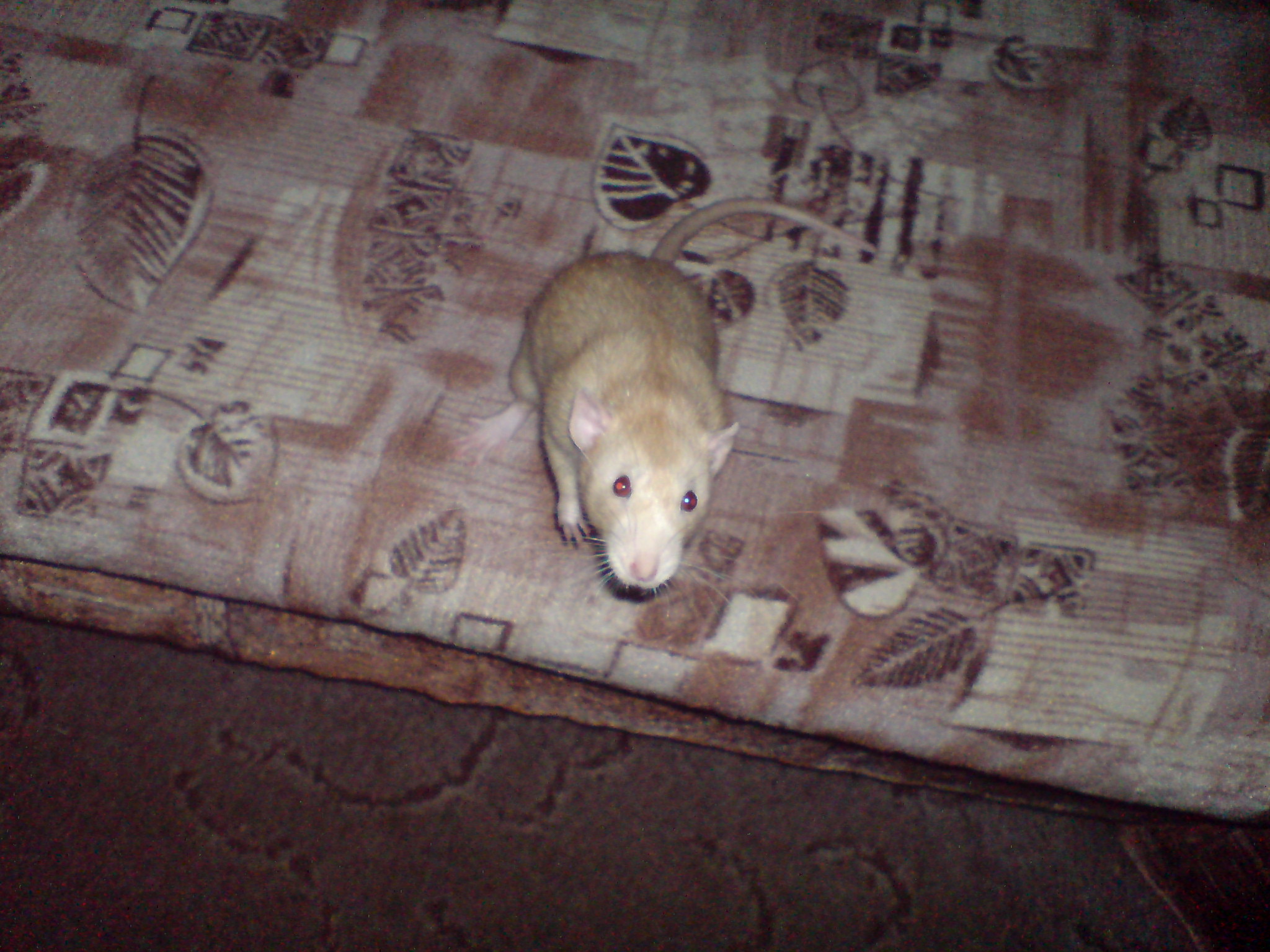 DSC01355.JPG